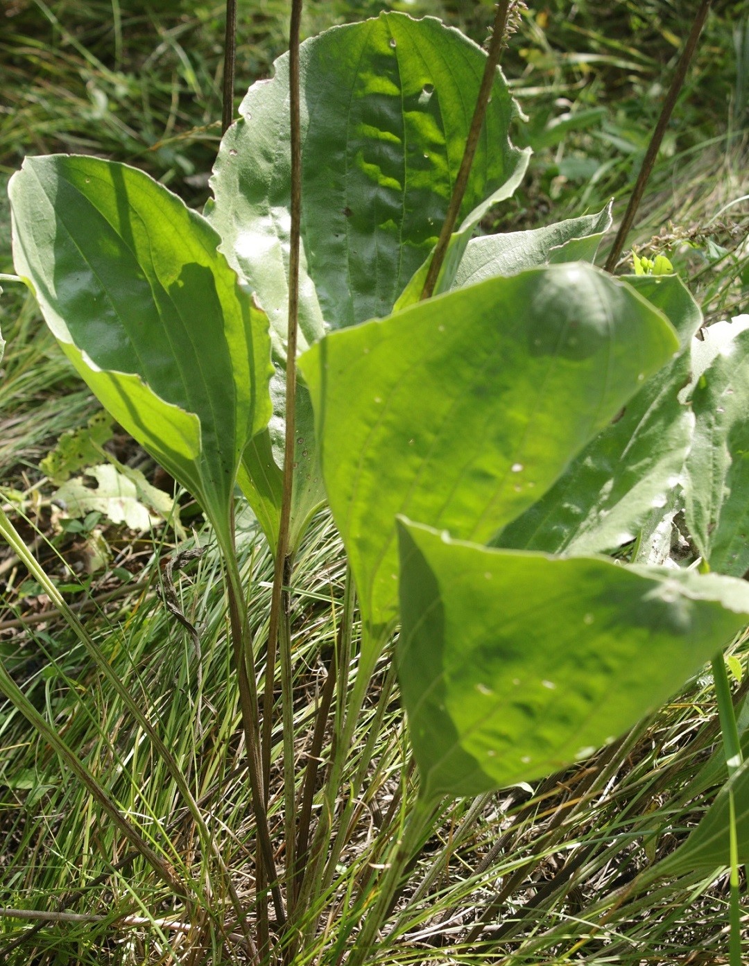 Image of Plantago maxima specimen.