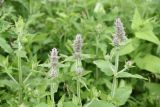 genus Salvia. Верхушка растения, собирающегося цвести. Чечня, Шаройский р-н, окр. дома Патимат, правый борт долины р. Цесиахк, выс. 1800 м н.у.м., высокотравный луг. 27 июня 2024 г.