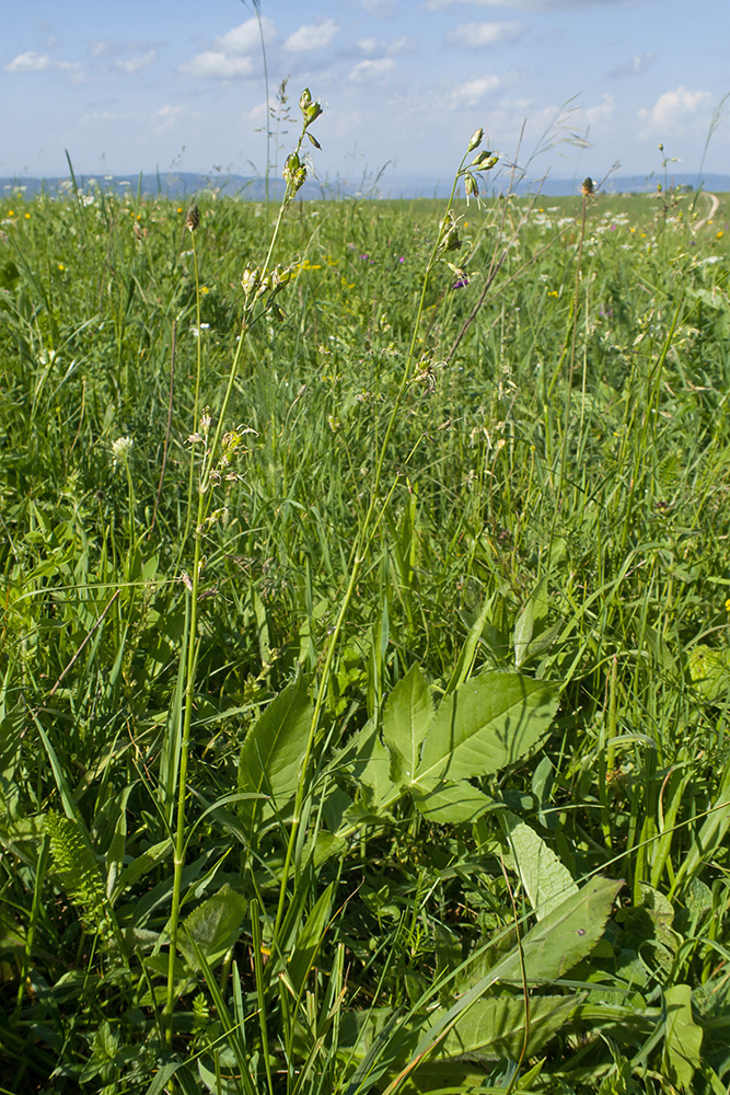 Image of Silene saxatilis specimen.