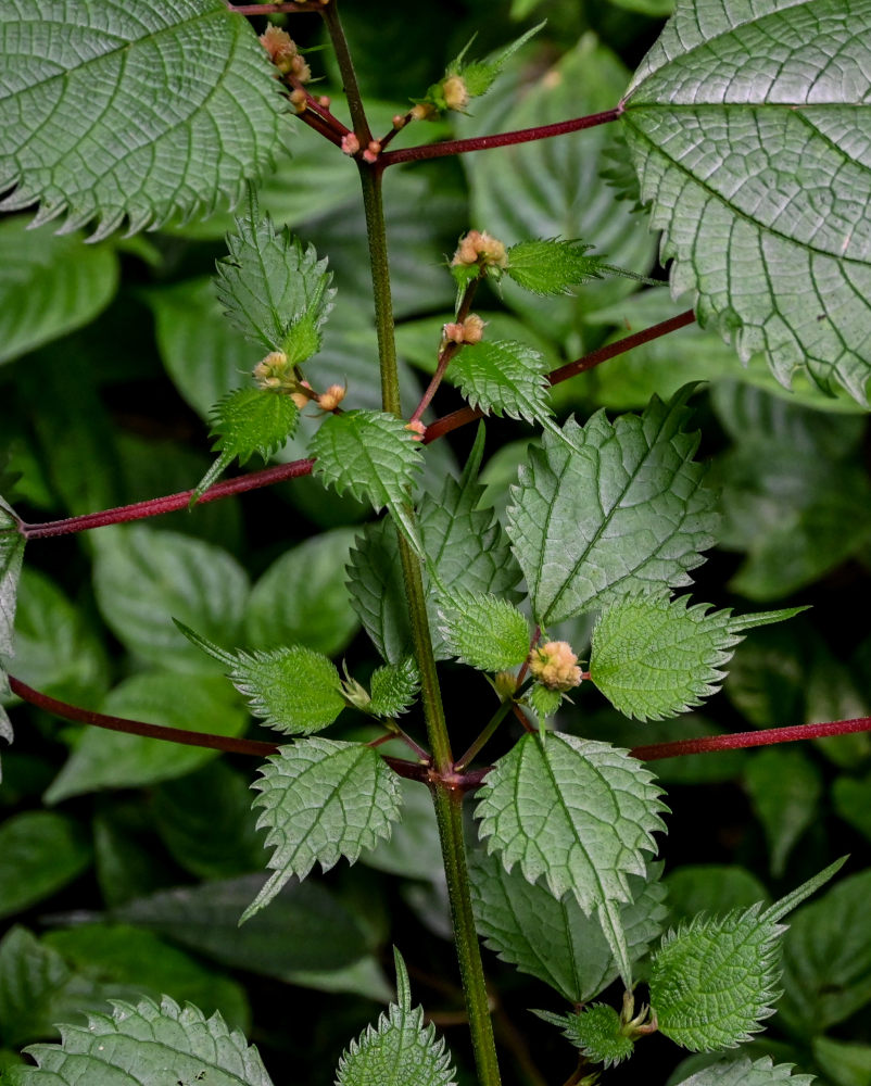 Изображение особи Boehmeria japonica.