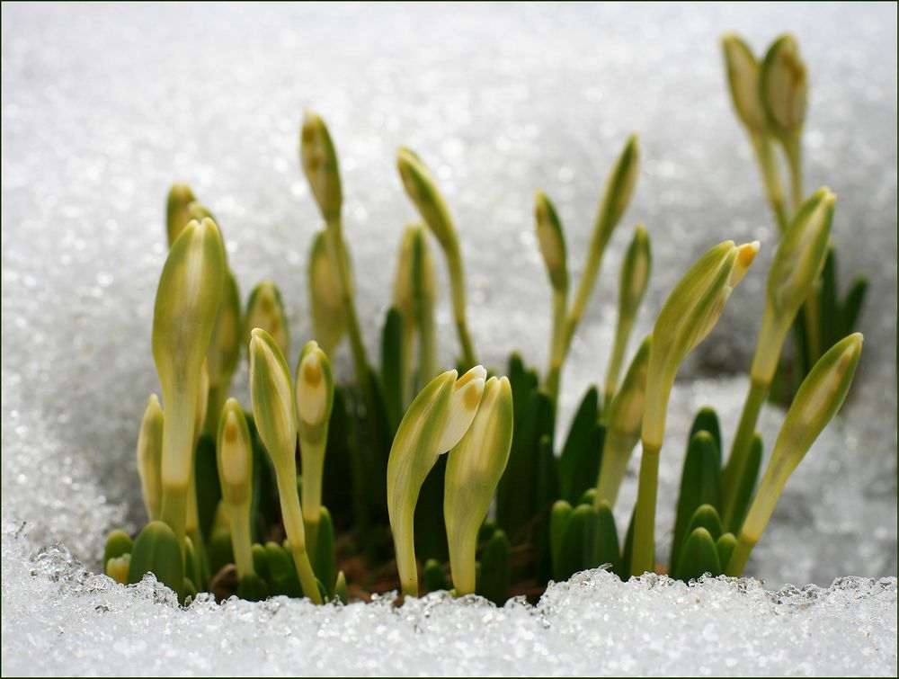 Image of Leucojum vernum specimen.