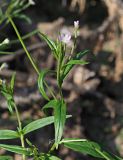 Epilobium palustre. Верхняя часть цветущего и плодоносящего растения. Ульяновская обл., Мелекесский р-н, окр. пос. Стар. Малыкла, пойма р. Б. Черемшан, край обмелевшей старицы. 19.08.2023.