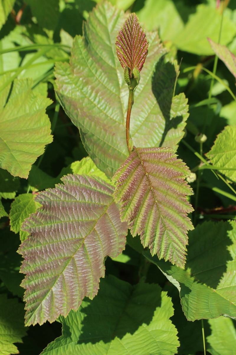 Image of Alnus incana specimen.