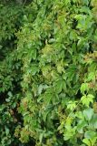 Parthenocissus quinquefolia. Соплодия с незрелыми плодами и завязями и листья на кроне Alnus glutinosa. Беларусь, Витебская обл., окр. пос. Езерище, опушка черноольшаника на границе суходольного луга. 18.07.2024.