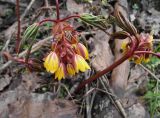 View full-size image Gymnospermium alberti
