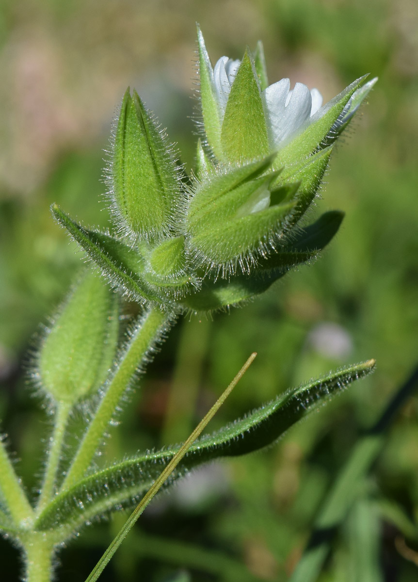 Изображение особи Cerastium inflatum.