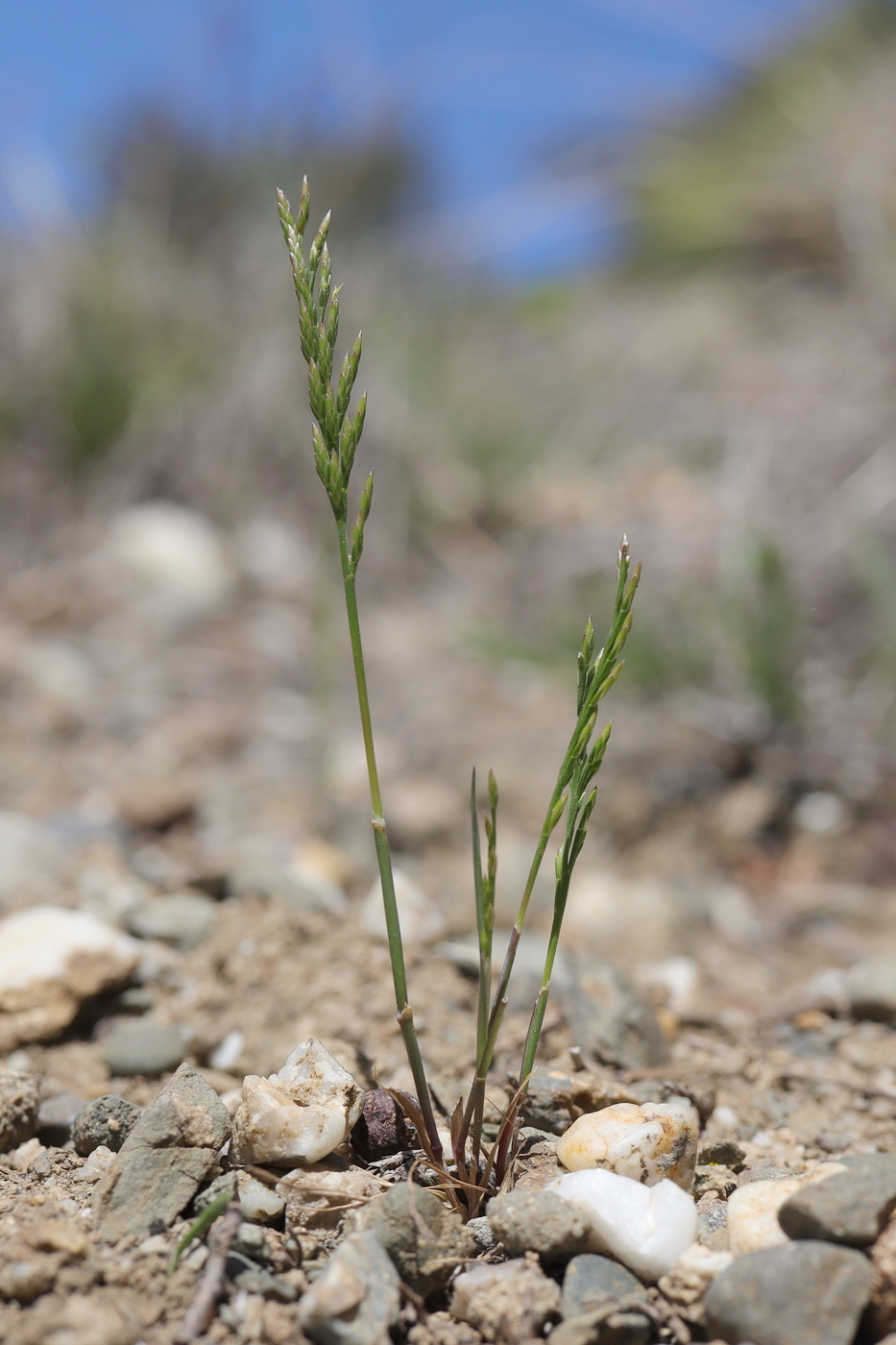 Image of Scleropoa rigida specimen.