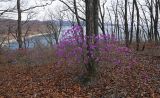View full-size image Rhododendron mucronulatum