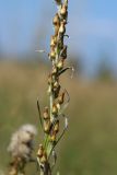 View full-size image Omalotheca sylvatica