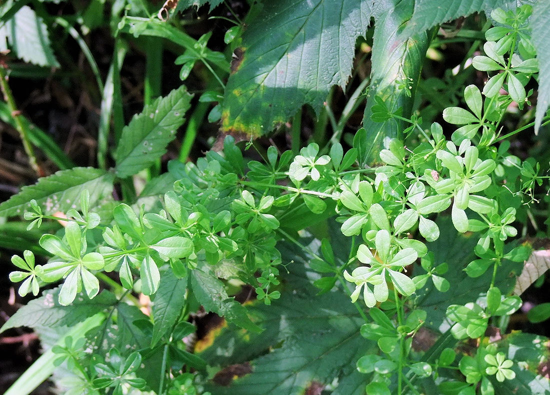 Изображение особи Galium davuricum.