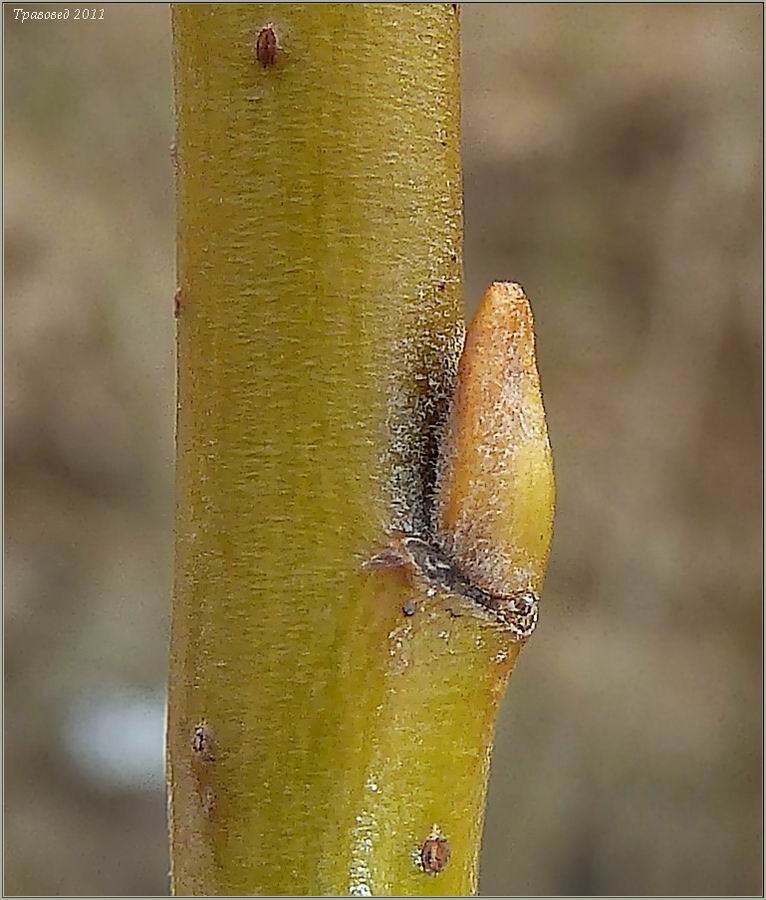 Image of Salix &times; holosericea specimen.