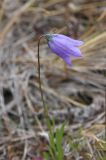 Смотреть изображение Campanula rotundifolia