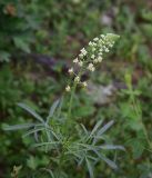 View full-size image Reseda lutea