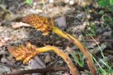 View full-size image genus Orobanche