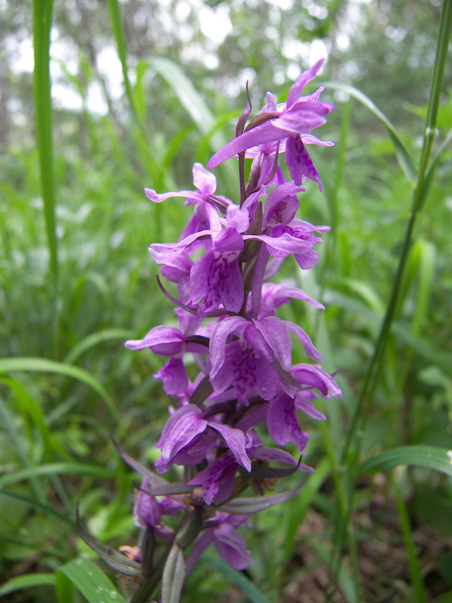 Image of Dactylorhiza urvilleana specimen.