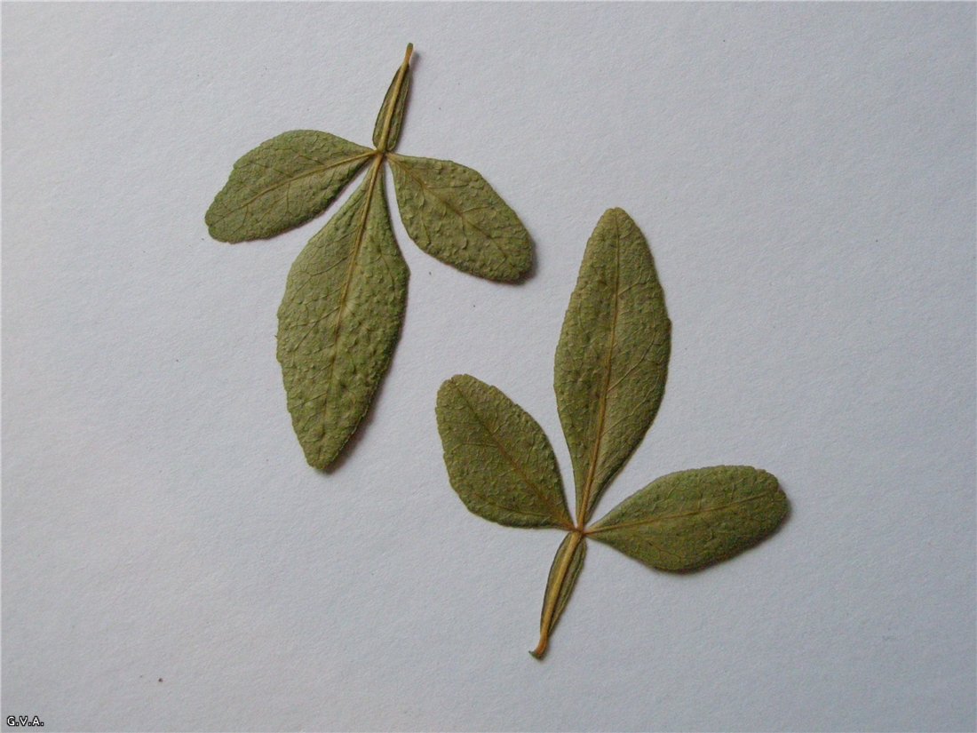 Image of Poncirus trifoliata specimen.