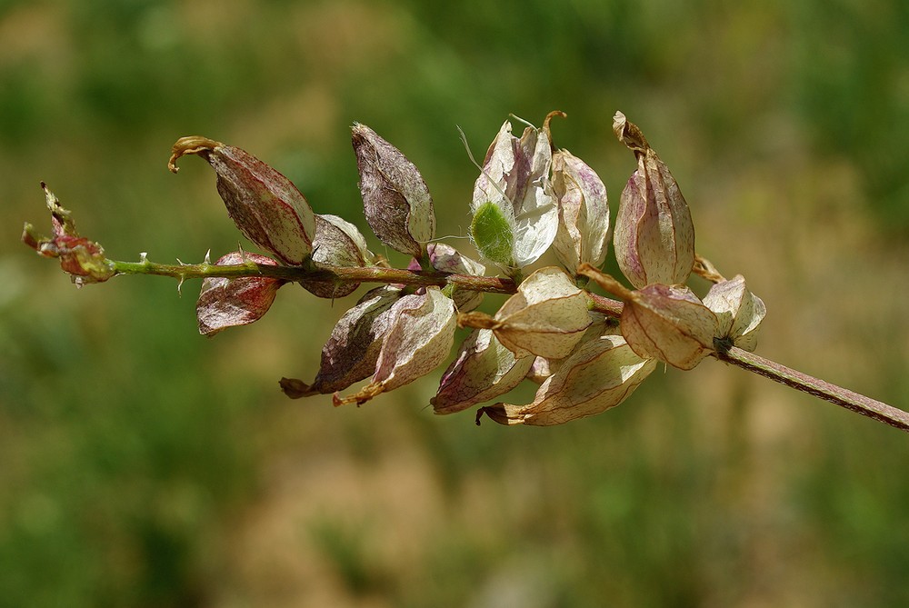 Изображение особи Astragalus megalomerus.