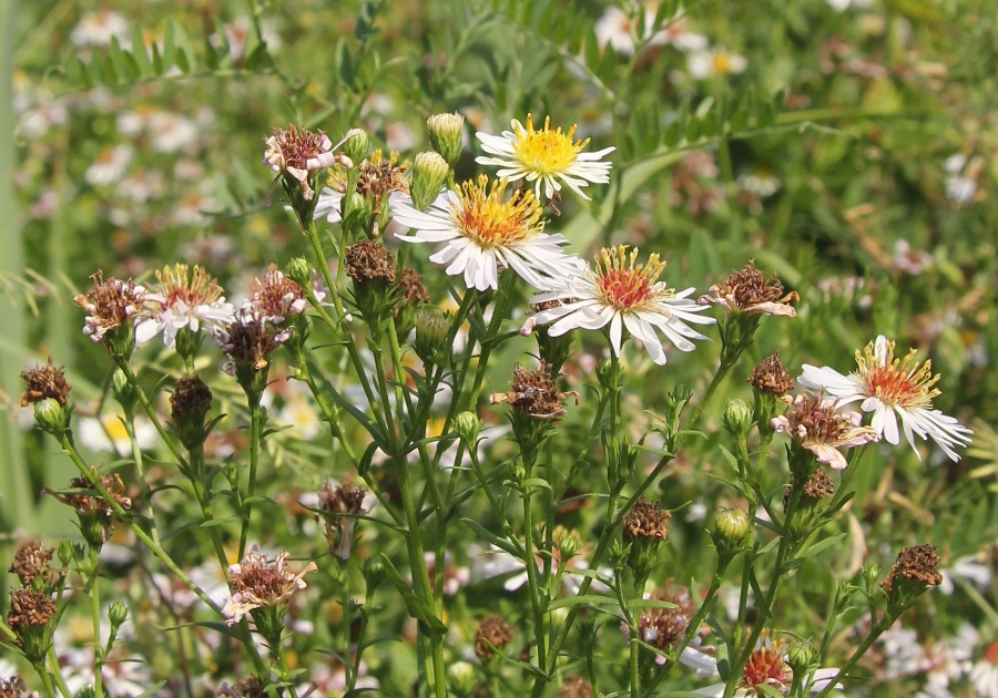 Изображение особи Symphyotrichum &times; salignum.