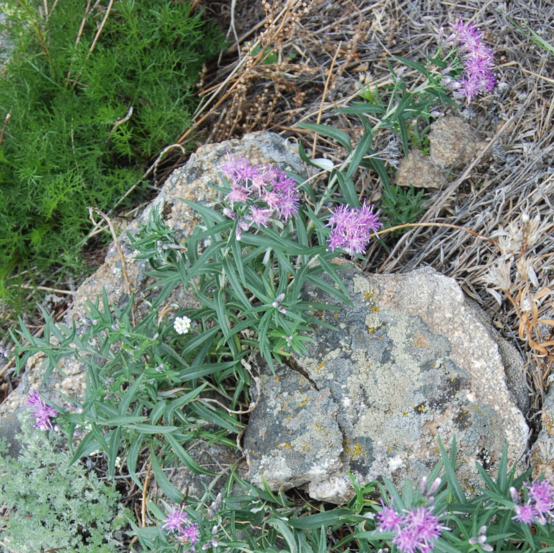 Image of Saussurea salicifolia specimen.