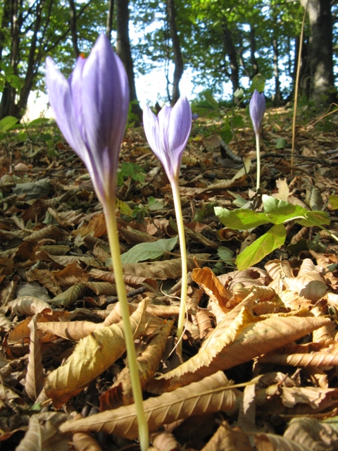 Image of Crocus speciosus specimen.