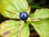 Paris quadrifolia. Плод. Московская обл., Раменский р-н, Хрипань, вырубка под ЛЭП.26.08.2003.