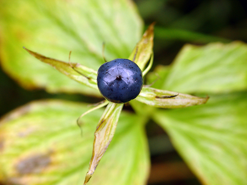 Image of Paris quadrifolia specimen.