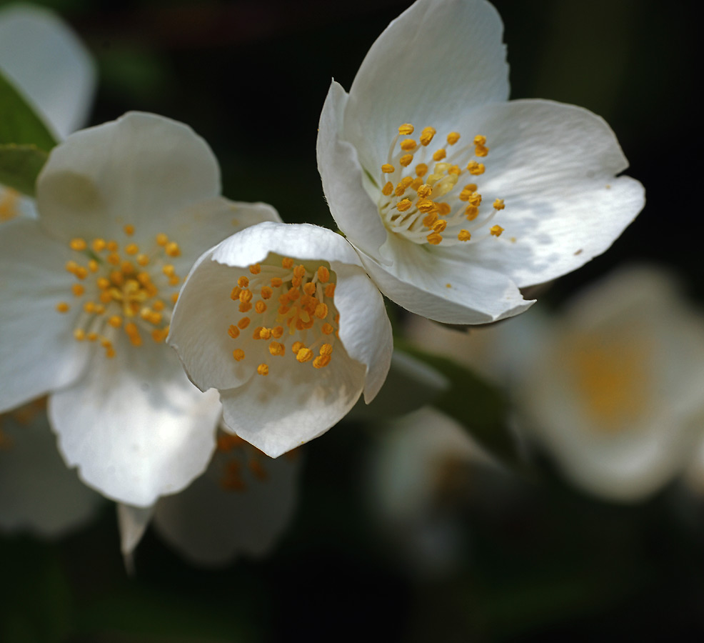 Image of Philadelphus coronarius specimen.