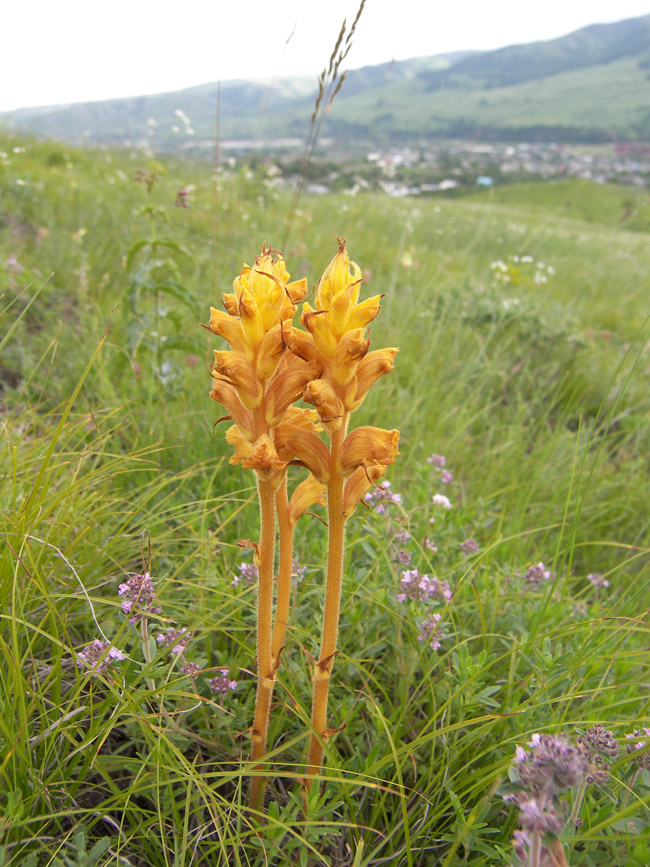 Image of Orobanche alba ssp. xanthostigma specimen.