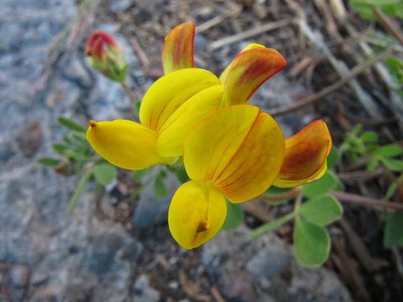 Image of Lotus dvinensis specimen.