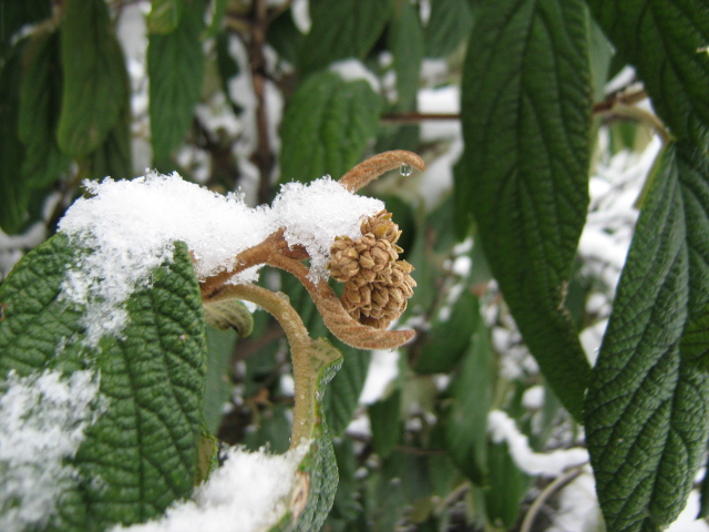 Image of Viburnum rhytidophyllum specimen.