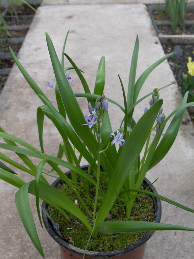 Image of Scilla ramburei specimen.