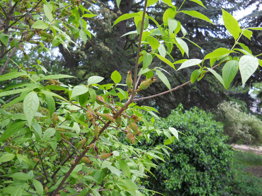 Image of Chimonanthus praecox specimen.