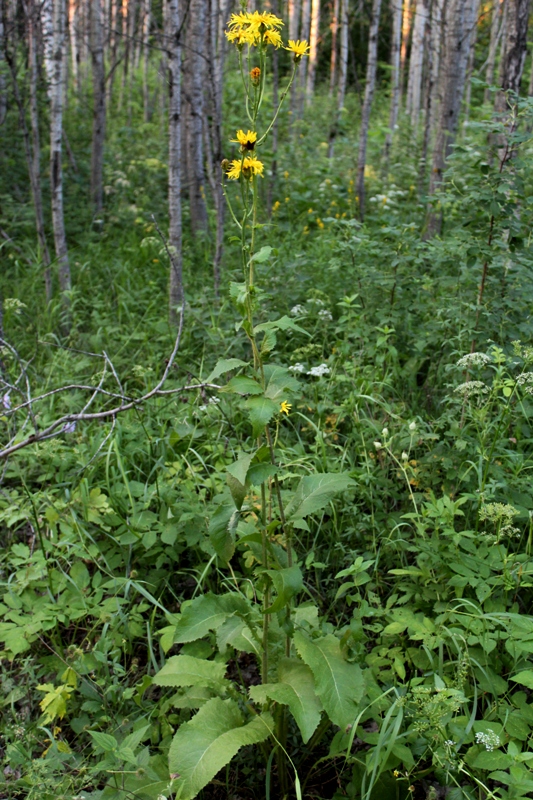 Image of Crepis sibirica specimen.