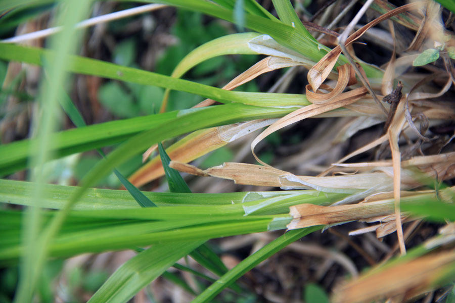 Image of Carex vulpina specimen.