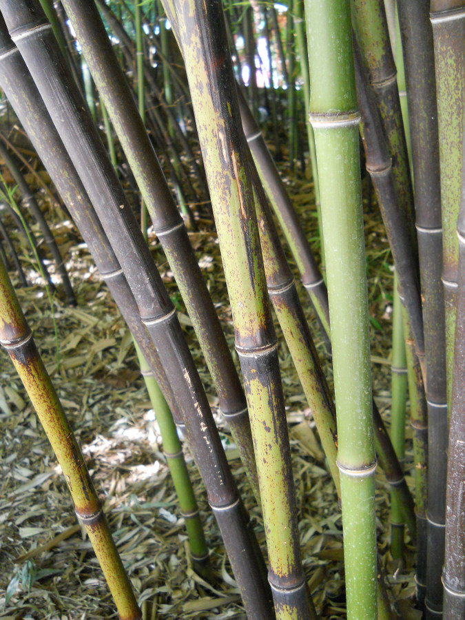 Image of Phyllostachys nigra specimen.