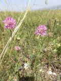 Allium globosum