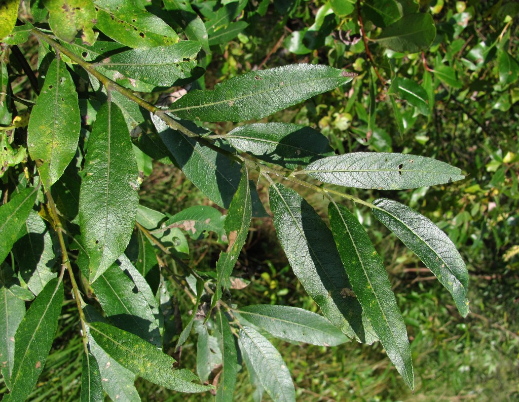 Image of genus Salix specimen.