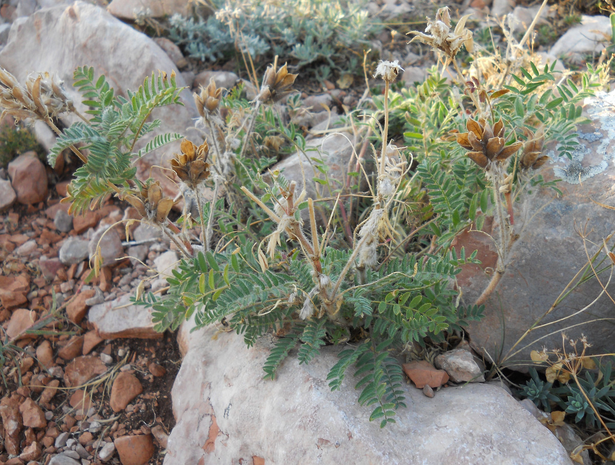 Image of Oxytropis pilosa specimen.