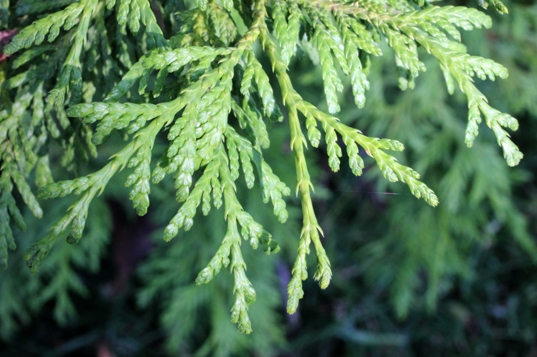 Image of Thuja plicata specimen.