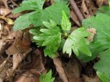 Tilia cordata. Проросток. Московская область, г. Кубинка, липовый сквер. 02.06.2012.