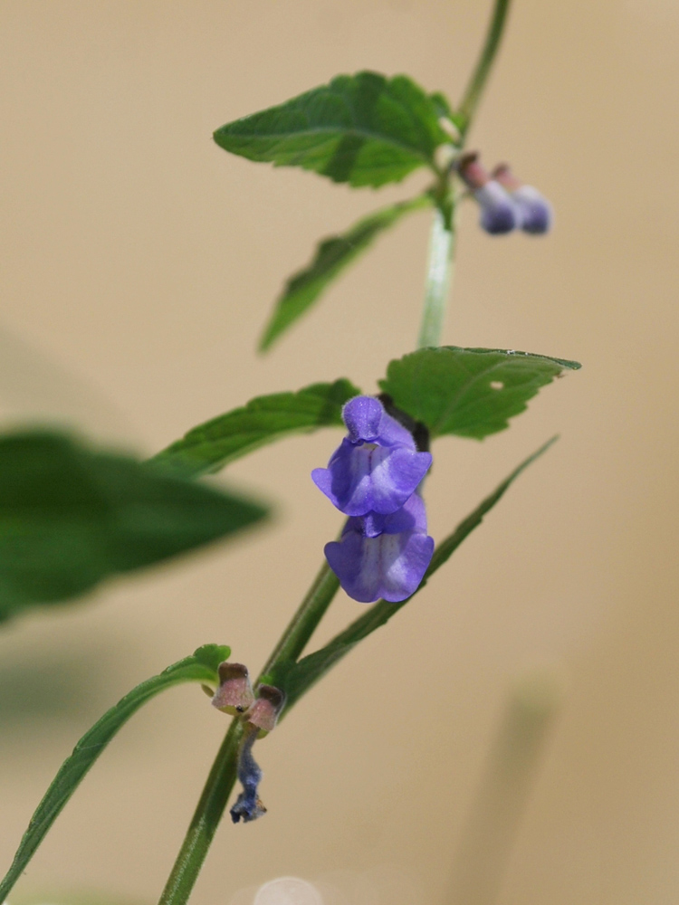 Image of Scutellaria galericulata specimen.