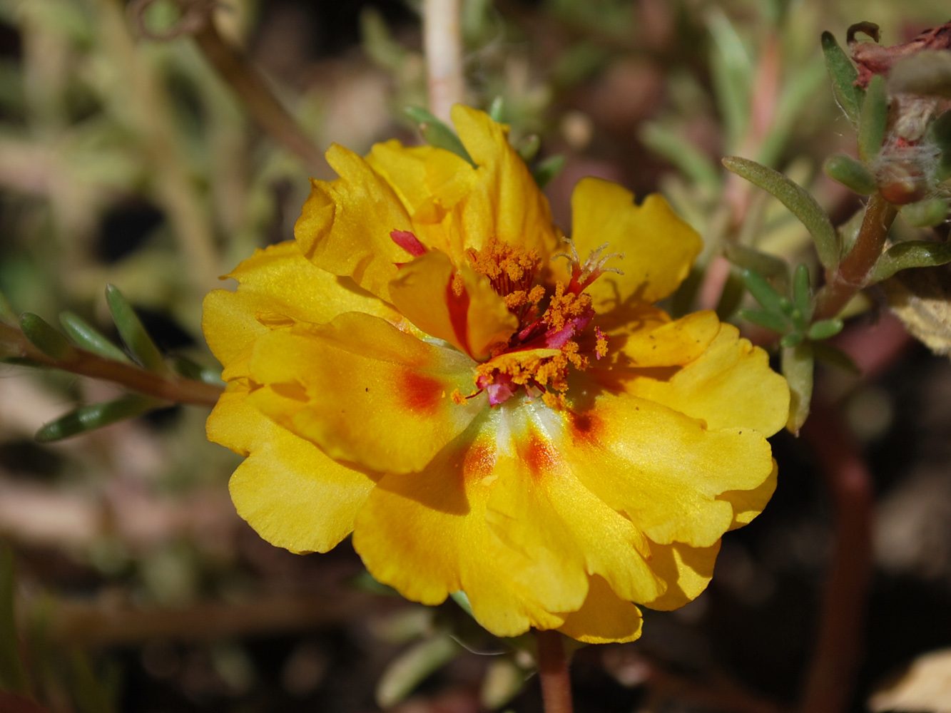 Image of Portulaca grandiflora specimen.