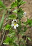 Euphrasia stricta. Часть побега с цветком. Иркутская обл., окр. г. Бодайбо, берег р. Витим. 15.07.2012.