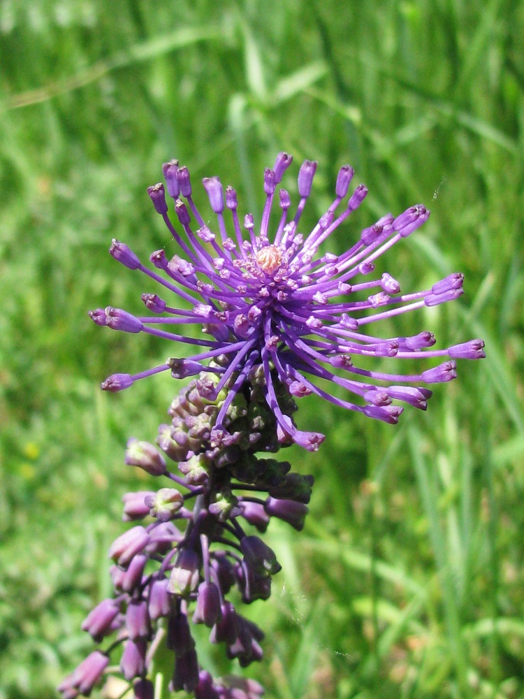 Image of Leopoldia comosa specimen.