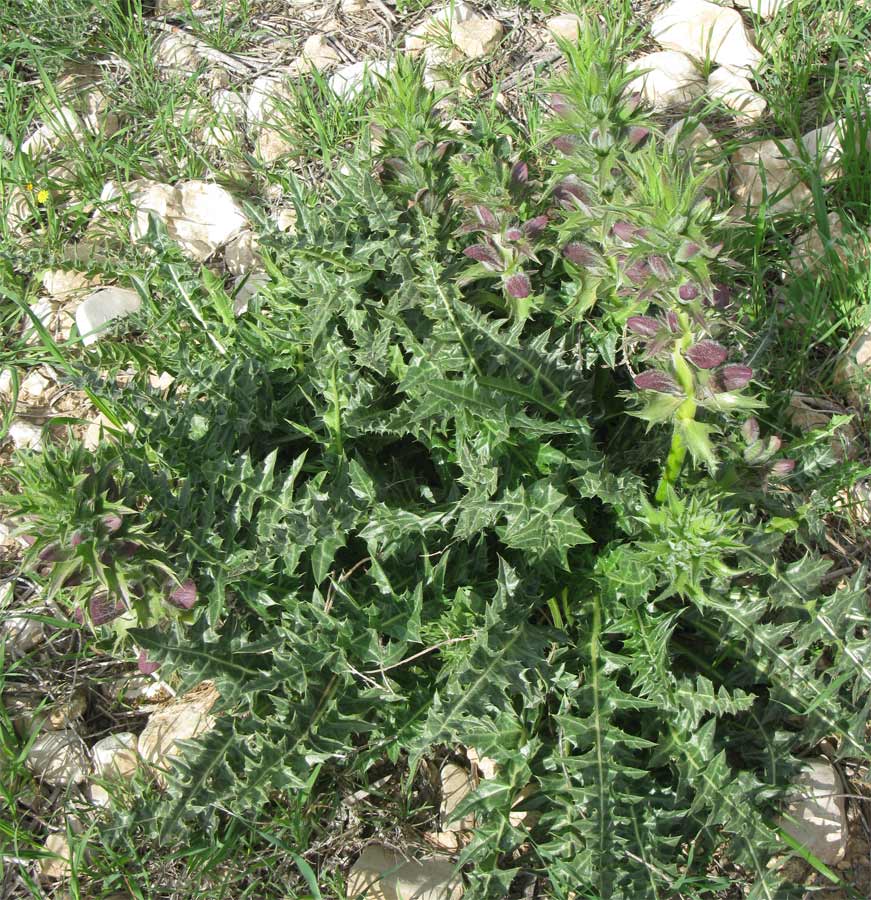 Image of Acanthus syriacus specimen.