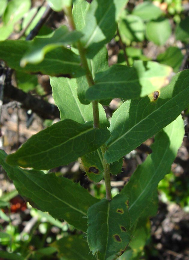 Image of Hieracium virosum specimen.