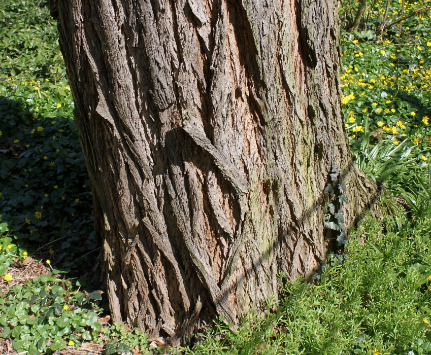 Image of Robinia pseudoacacia specimen.