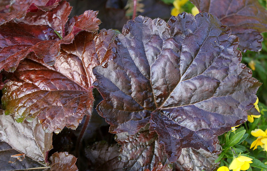 Image of Heuchera micrantha specimen.