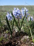 Смотреть изображение Hyacinthella pallasiana