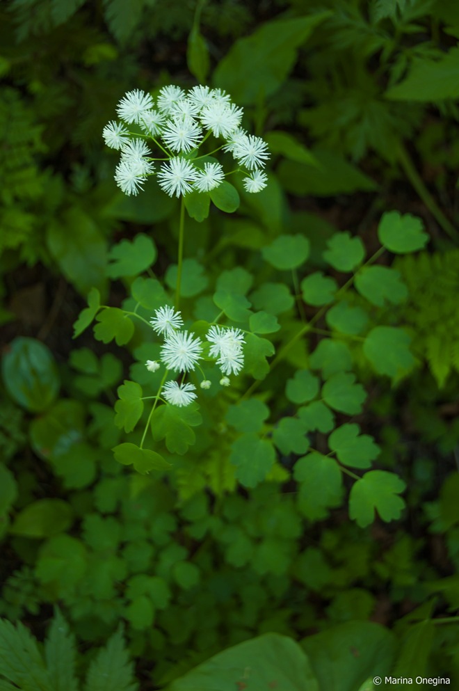 Image of Thalictrum sachalinense specimen.